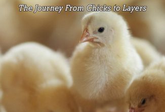 Flock Starter Guide